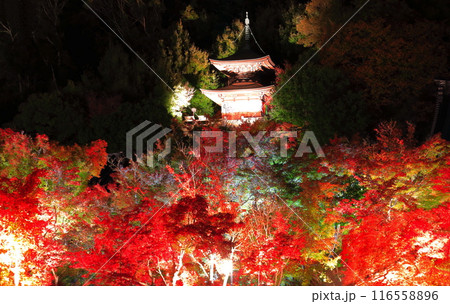 【京都府】永観堂の多宝塔と紅葉ライトアップ(夜間特別拝観) 【京都府】永観堂の多宝塔と紅葉ライトアップ(夜間特別拝観) 116558896