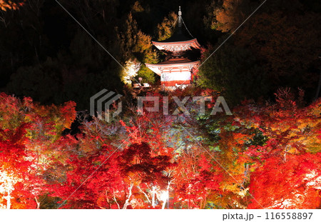 【京都府】永観堂の多宝塔と紅葉ライトアップ（夜間特別拝観） 116558897