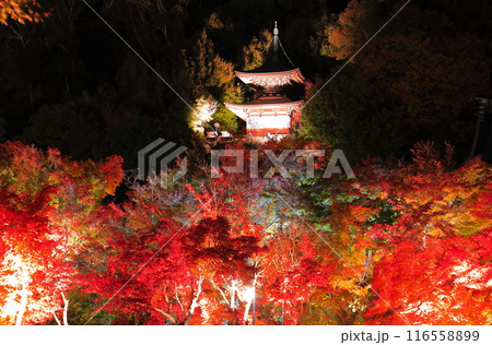 【京都府】永観堂の多宝塔と紅葉ライトアップ（夜間特別拝観） 116558899