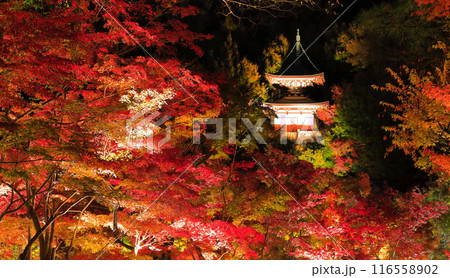 【京都府】永観堂の多宝塔と紅葉ライトアップ(夜間特別拝観) 【京都府】永観堂の多宝塔と紅葉ライトアップ(夜間特別拝観) 116558902