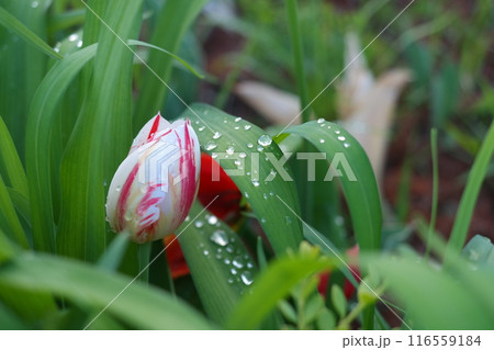 Tulip flower in the garden with rain drop on the petals. 116559184