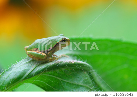 ルドベキアの花とアマガエル 116559542