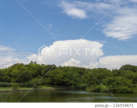 夏の青空と新緑の景色 116559671