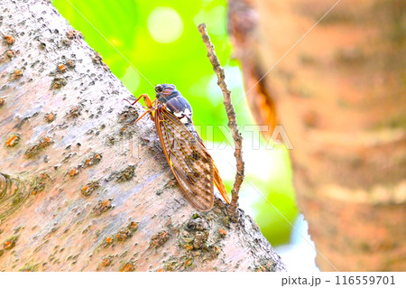 夏の日差しを避け　樹木にとまるアブラゼミ 116559701