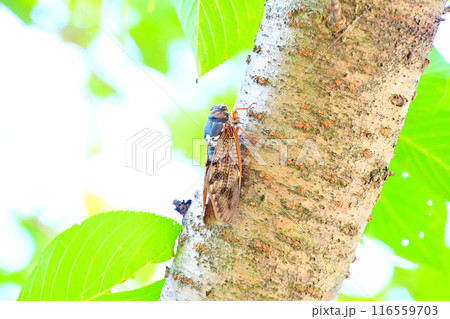 夏の日差しを避け　樹木にとまるアブラゼミ 116559703