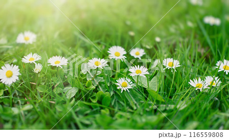 Beautiful wide background with daisy flowers growing among the green grass 116559808