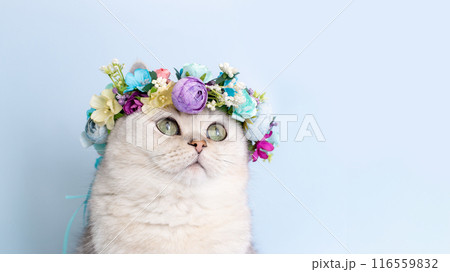 Close up of adorable white cat in flower wreath on head, sitting on light-blue background Close up of adorable white cat in flower wreath on head, sitting on light-blue background 116559832