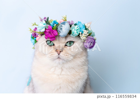 Portrait of beautiful white cat in flower wreath on head, sitting on blue background, looking at camera 116559834