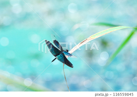 水辺で美しいラメ入りの羽根を広げるチョウトンボ 水辺で美しいラメ入りの羽根を広げるチョウトンボ 116559845