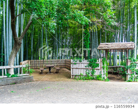 初夏の美しい竹林の景色　新緑と新芽・筍 116559934