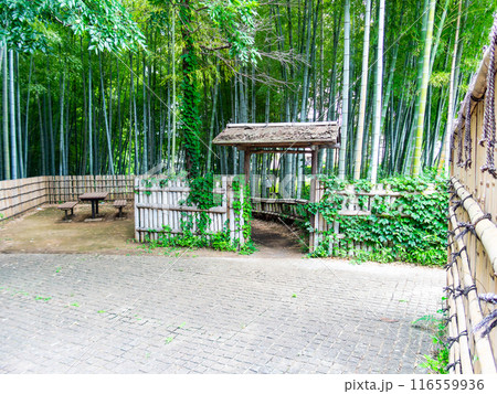 初夏の美しい竹林の景色 新緑と新芽・筍 初夏の美しい竹林の景色 新緑と新芽・筍 116559936