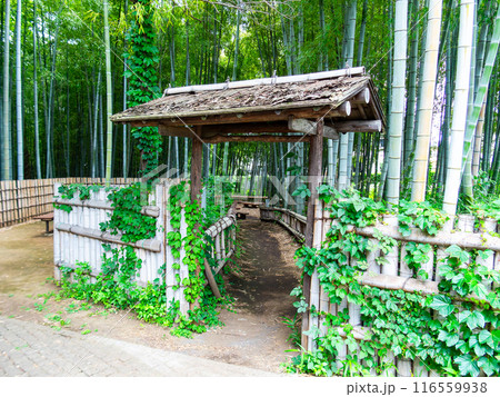 初夏の美しい竹林の景色 新緑と新芽・筍 初夏の美しい竹林の景色 新緑と新芽・筍 116559938