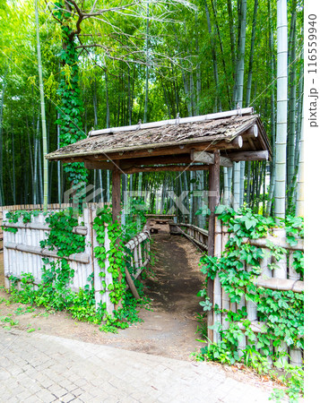 初夏の美しい竹林の景色 新緑と新芽・筍 初夏の美しい竹林の景色 新緑と新芽・筍 116559940