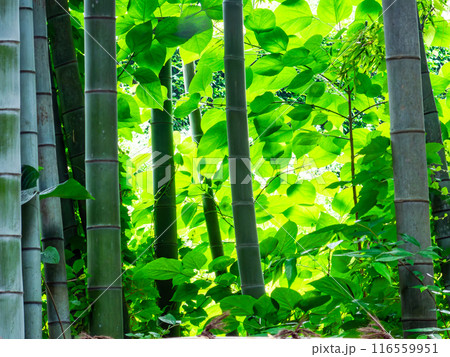 初夏の美しい竹林の景色 新緑と新芽・筍 初夏の美しい竹林の景色 新緑と新芽・筍 116559951