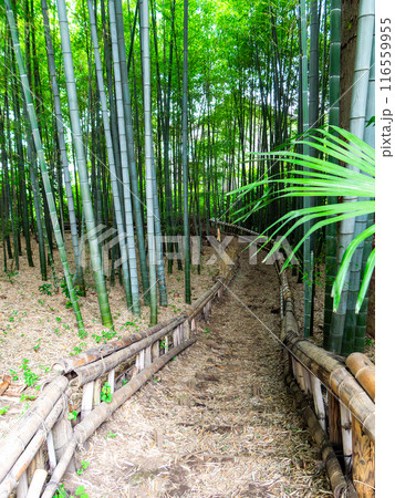 初夏の美しい竹林の景色 新緑と新芽・筍 初夏の美しい竹林の景色 新緑と新芽・筍 116559955