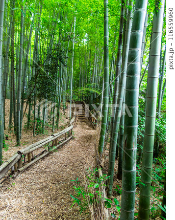 初夏の美しい竹林の景色 新緑と新芽・筍 初夏の美しい竹林の景色 新緑と新芽・筍 116559960