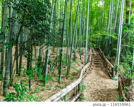 初夏の美しい竹林の景色 新緑と新芽・筍 初夏の美しい竹林の景色 新緑と新芽・筍 116559961