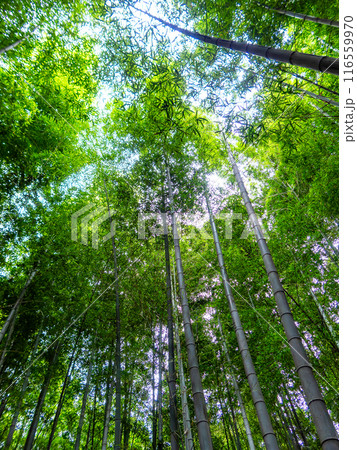 初夏の美しい竹林の景色 新緑と新芽・筍 初夏の美しい竹林の景色 新緑と新芽・筍 116559970