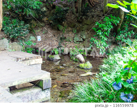 初夏の美しい竹林の景色 東京の名湧水57選 初夏の美しい竹林の景色 東京の名湧水57選 116559978