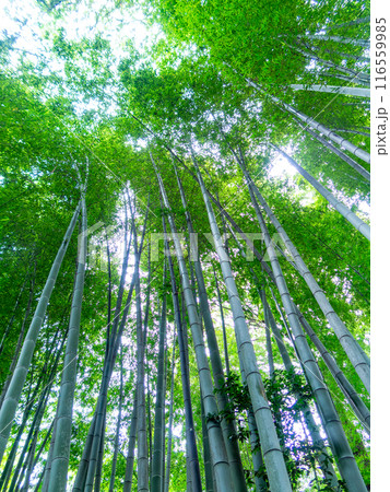 初夏の美しい竹林の景色　新緑と新芽・筍 116559985