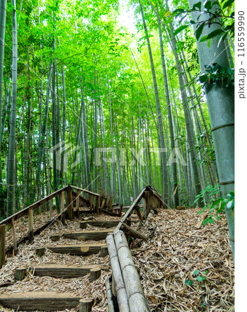 初夏の美しい竹林の景色 新緑と新芽・筍 初夏の美しい竹林の景色 新緑と新芽・筍 116559990
