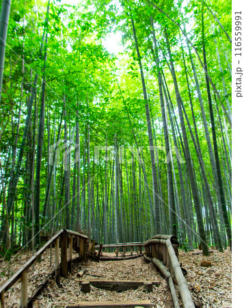 初夏の美しい竹林の景色　新緑と新芽・筍 116559991