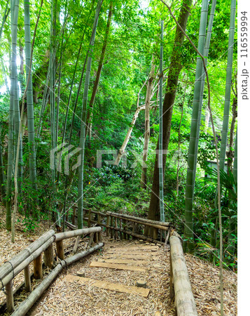 初夏の美しい竹林の景色 新緑と新芽・筍 初夏の美しい竹林の景色 新緑と新芽・筍 116559994
