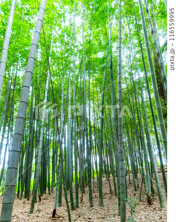 初夏の美しい竹林の景色　新緑と新芽・筍 116559995