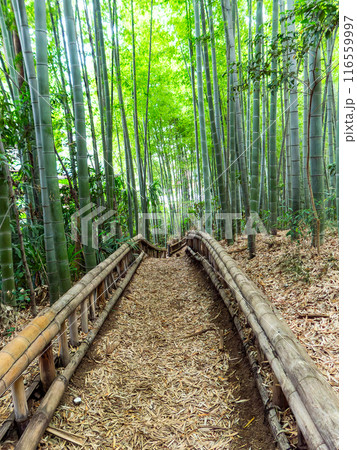 初夏の美しい竹林の景色 新緑と新芽・筍 初夏の美しい竹林の景色 新緑と新芽・筍 116559997