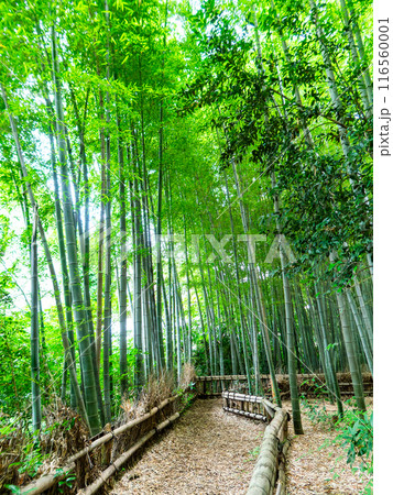 初夏の美しい竹林の景色 新緑と新芽・筍 初夏の美しい竹林の景色 新緑と新芽・筍 116560001
