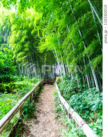 初夏の美しい竹林の景色 新緑と新芽・筍 初夏の美しい竹林の景色 新緑と新芽・筍 116560010