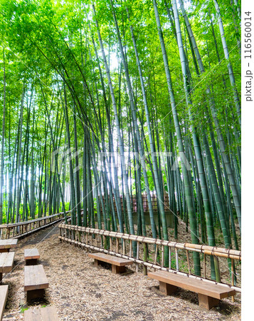 初夏の美しい竹林の景色　新緑と新芽・筍 116560014
