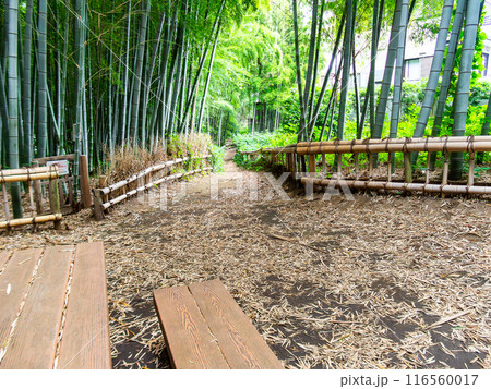 初夏の美しい竹林の景色　新緑と新芽・筍 116560017