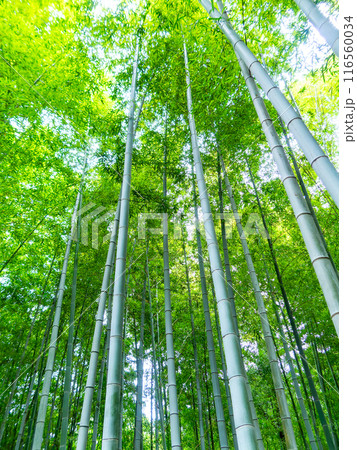 初夏の美しい竹林の景色 新緑と新芽・筍 初夏の美しい竹林の景色 新緑と新芽・筍 116560034