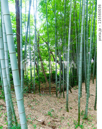 初夏の美しい竹林の景色 新緑と新芽・筍 初夏の美しい竹林の景色 新緑と新芽・筍 116560036