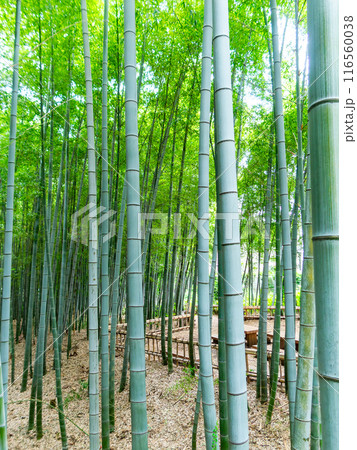 初夏の美しい竹林の景色 新緑と新芽・筍 初夏の美しい竹林の景色 新緑と新芽・筍 116560038