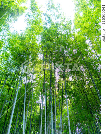 初夏の美しい竹林の景色 新緑と新芽・筍 初夏の美しい竹林の景色 新緑と新芽・筍 116560041