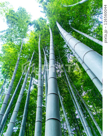 初夏の美しい竹林の景色　新緑と新芽・筍 116560044