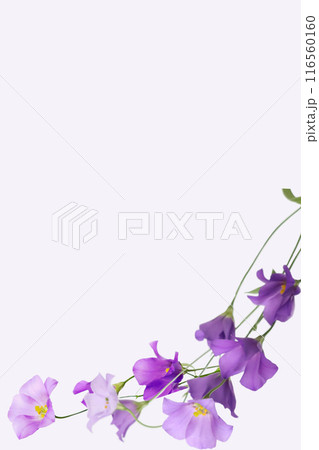 紫色の一重咲きトルコキキョウの花背景　縦 116560160