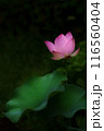 凛と佇む蓮の花 116560404
