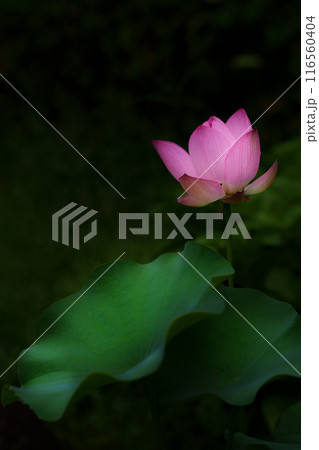 凛と佇む蓮の花 凛と佇む蓮の花 116560404