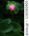 凛と佇む蓮の花 116560405