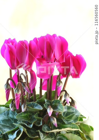 ピンク色のシクラメン　明るい背景 116560560