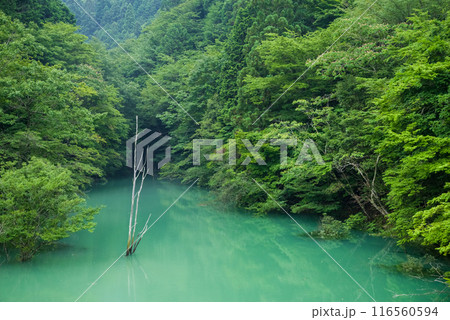 穏やかな朝の湖沼 116560594
