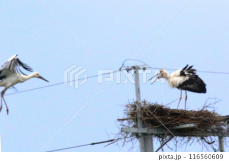 コウノトリ コウノトリ 116560609