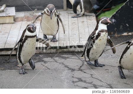 ペンギン ペンギン 116560689