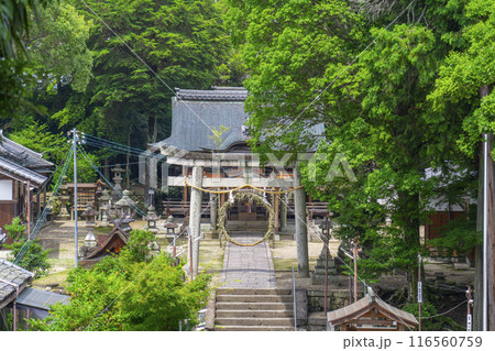 京都 棚倉孫神社 茅の輪くぐり 京都 棚倉孫神社 茅の輪くぐり 116560759