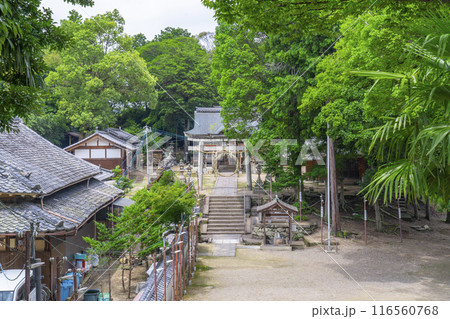京都　棚倉孫神社　茅の輪くぐり 116560768