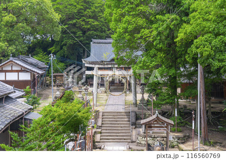 京都　棚倉孫神社　茅の輪くぐり 116560769