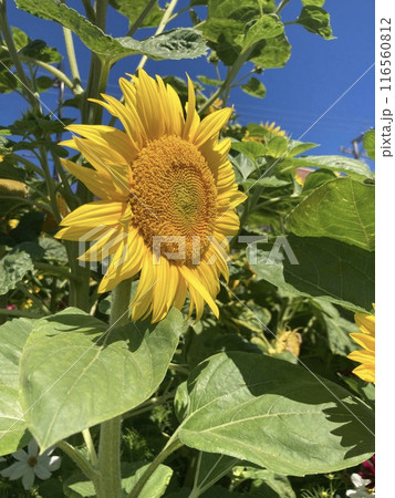 ひまわりの花 116560812